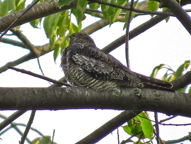 Common Nighthawk at Angler's Pond in Bloomington, IL 09
