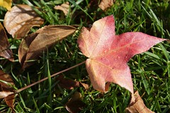 			Klaus Naujok posted a photo:	Closing the months with some random leaf pictures taken in my backyard.