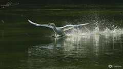 Cisne (swans/cygnes)