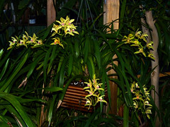 orchids #31 (full)