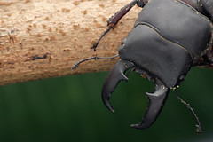 甲蟲 Beetles