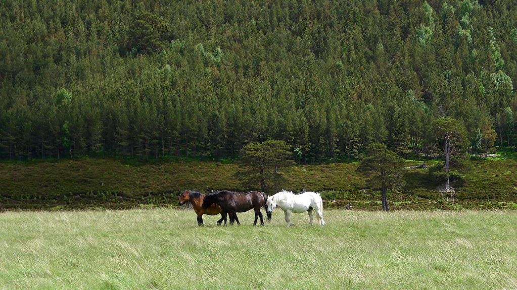 Horses in Glen Feshie