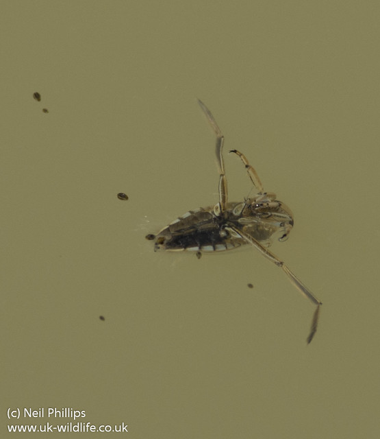 backswimmer and ostracods