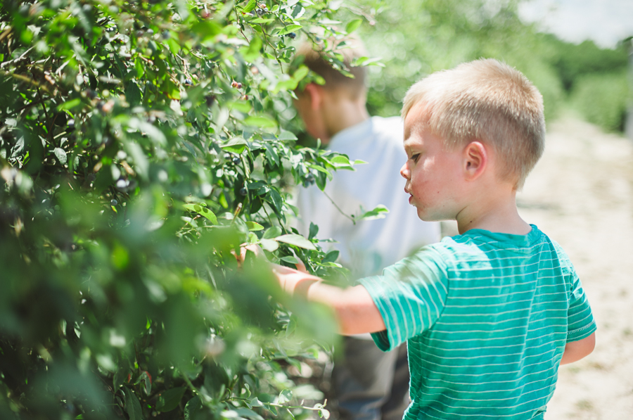 photos of blueberry farm picking in texas at edom texas