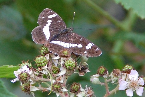 White Admiral at a distance