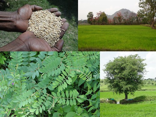 Medicinal Rice Formulations for Diabetes Complications and Heart Diseases (TH Group-54) from Pankaj Oudhia’s Medicinal Plant Database by Pankaj Oudhia