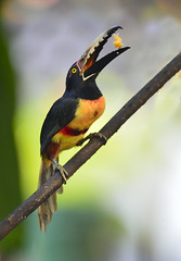 Collared Aracari 领簇舌巨嘴鸟