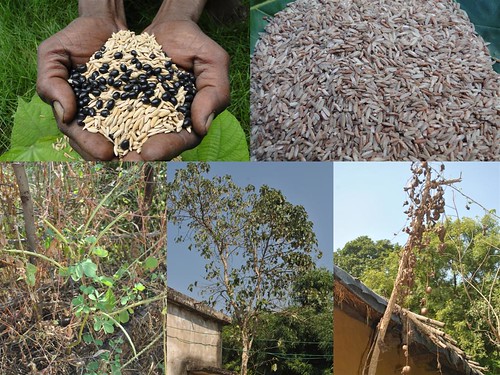Medicinal Rice Formulations for Pancreas Revitalization and Cancer and Diabetes Complications (TH Group-124 special) from Pankaj Oudhia’s Medicinal Plant Database by Pankaj Oudhia
