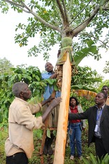 Nsangwa樹皮布製作者仔細照料採收樹皮的樹木。