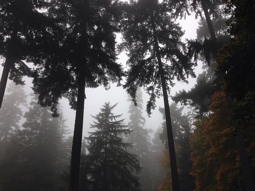 Lincoln park, morning fog