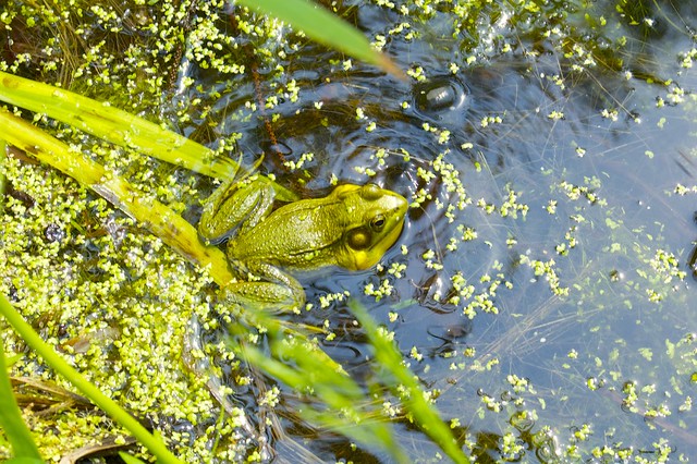 Frog in Pond in Butterfly... Ontario, May 2006