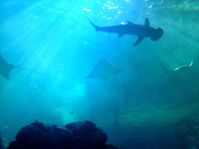 Ripley's Aquarium hammerhead shark