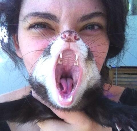 The perfectly timed ferret scream picture: