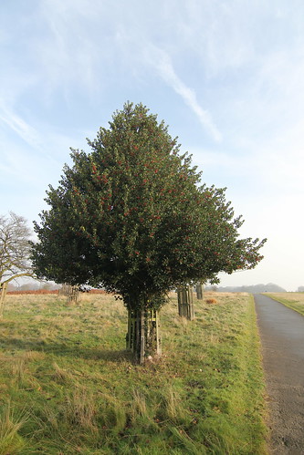 Holly Tree