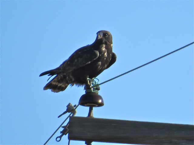 Adult Dark Morph Rough-legged Hawk near Downs, IL 19
