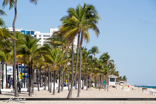 Fort Lauderdale Palm Trees by KimSengPhotography