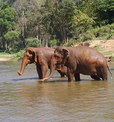 Elephant Nature Park - 2017