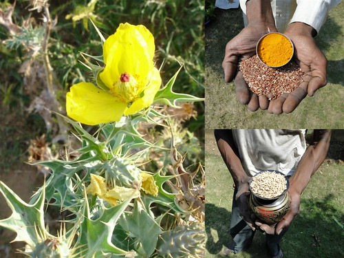 Medicinal Rice Formulations for Management of Diabetes Type 2 (Last Stage) from Pankaj Oudhia’s Medicinal Plant Database by Pankaj Oudhia