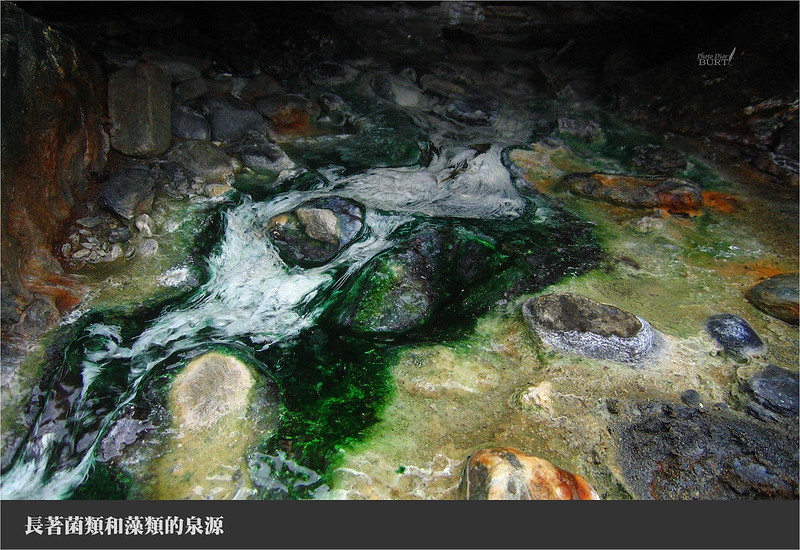 長著菌類和藻類的泉源