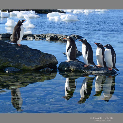 Gentoo penguins in Antarctica. #penguins  #Nikon  #Antarctica by westlightimages