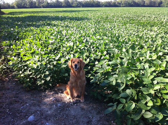 golden retriever soy bean field