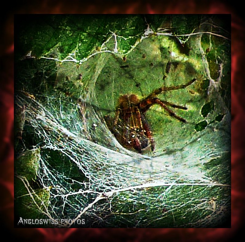 Funnel Spider in garden