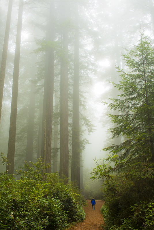 Redwood National Park (3 of 5)