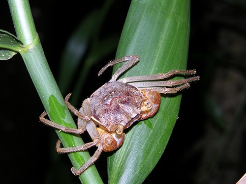 林投攀相手蟹 (Scandarma lintou) 屬於「樹蟹」，平時在海岸林的枝幹上活動覓食，但防波堤處也能夠發現到。（圖片攝影：施習德）