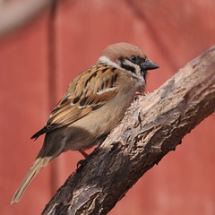 Passeridae, Sparrows, varpuset