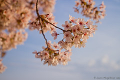 2014 Washington DC Cherry Blossoms