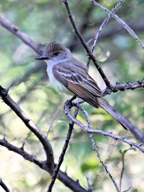 Ash-throated Flycatcher 20130617