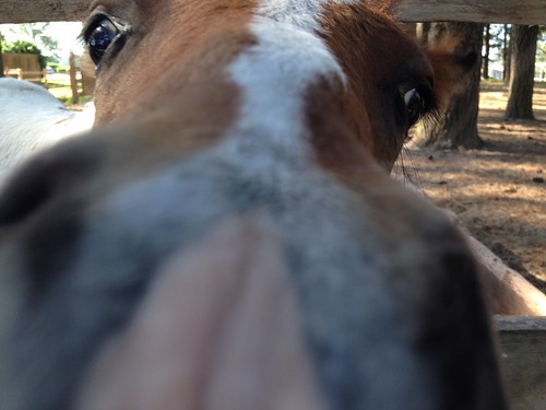 Pony sniffing at phone camera