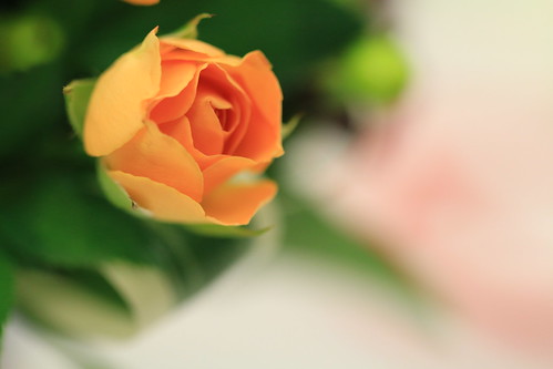 orange rose Canon EOS 70D