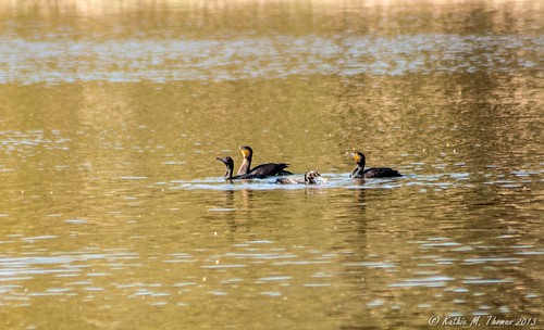 Great Cormorant family