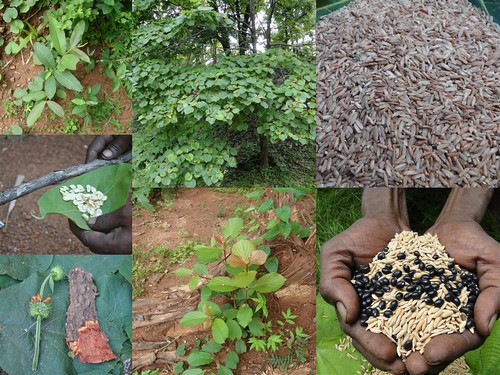Indigenous Medicinal Rice Formulations for Spleen, Heart and Kidney Diseases and Cancer and Diabetes Complications (TH Group-116) from Pankaj Oudhia’s Medicinal Plant Database by Pankaj Oudhia