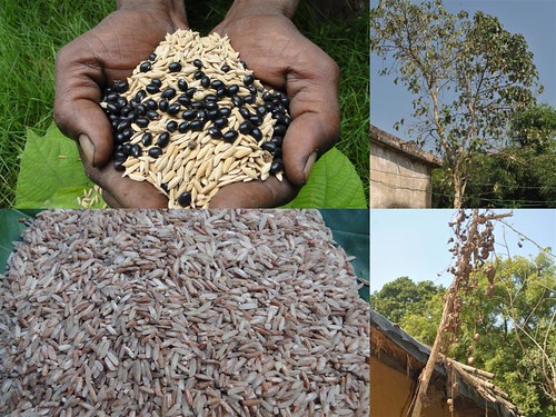 Medicinal Rice Formulations for Pancreas Revitalization and Cancer and Diabetes Complications (TH Group-124) from Pankaj Oudhia’s Medicinal Plant Database by Pankaj Oudhia
