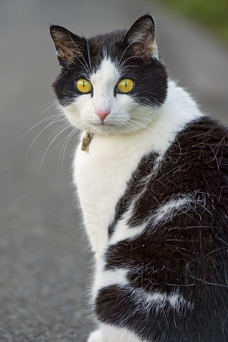 Posing black and white female cat by Tambako the Jaguar