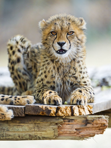 Cheetah cub on the platform by Tambako the Jaguar