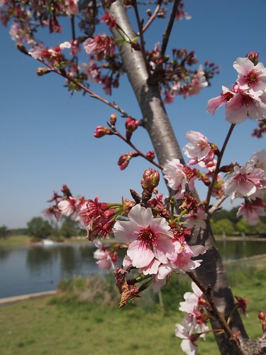 Lake Balboa Cherry Blossoms 2014 - 04