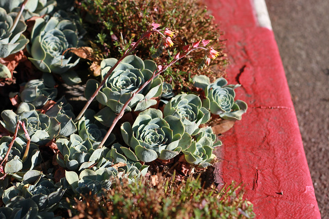 succulents curbside, mill valley