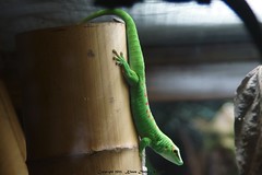 			Klaus Naujok posted a photo:	Spend a day at the California Academy of Sciences. This is just a small sample of the wonders one can see there.