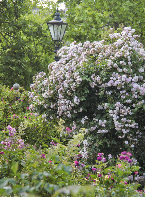 Rose garden - Hyde Park Corner
