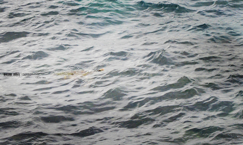 小琉球海龜