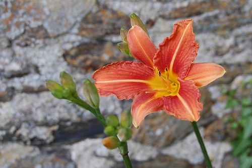 First day lily