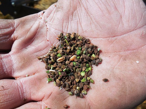 Close up of buckwheat seeds