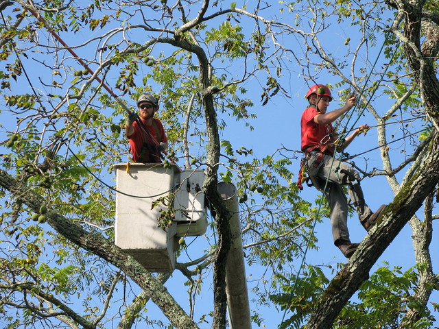 Crews work to prune tree.
