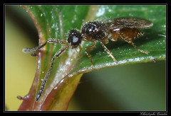 Hymenoptera/Megaspilidae