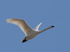Tundra Swan Migration, 2014