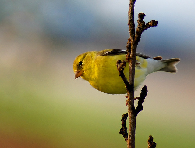 American Goldfinch, Goldfinch, Bird, Yellow