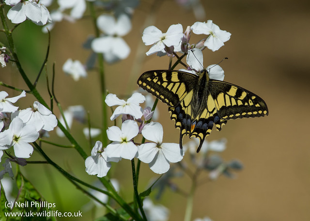 Swallowtail butterfly Papilio machaon-5